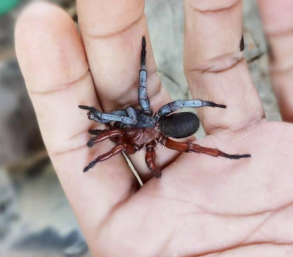 Another view of the bilateral gynandromorph specimen spider